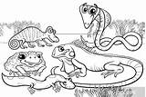 Reptiles Anfibi Amphibians Kleurplaat Anfibios Pixers Coloriages Amphibiens Reptielen Rettili Peint Fotobehang Amfibieen Pixerstick Kleurplaten sketch template