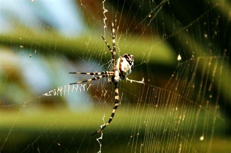 huge spider  web