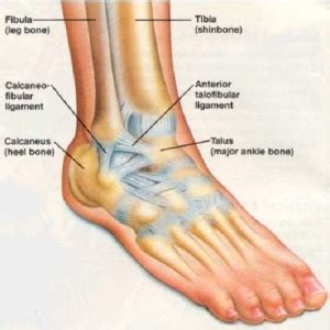 ankle injury physio dublin laurel lodge physiotherapy dublin