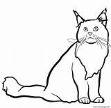 Coon Chat Poil Originaire Une Unis Etats Etat Cats sketch template
