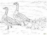Goose Coloring Family Pages Cackling Canada Clipart Snow Geese Flying Nene Printable Baby Template Color Drawings Book Sketch Supercoloring Clipground sketch template