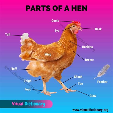 chicken anatomy  external parts   chicken    visual dictionary