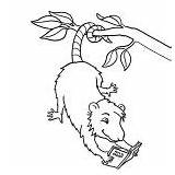 Possum Coloring Reading Book sketch template