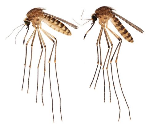 mosquito species reported  florida