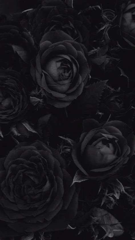 list of great black wallpaper for iphone this month black roses wallpaper black wallpaper