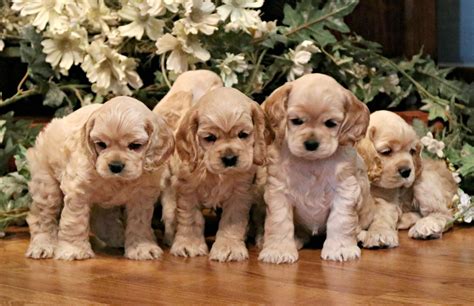 buff pups   weeks cocker spaniel breeds spaniel breeds cute puppies images