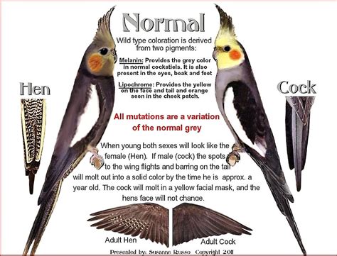 Sexing pearl cockatiels