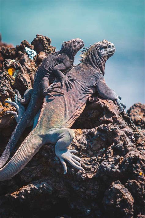 unique galapagos islands animals   bm global news