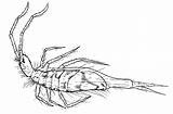 4j Dorsal Mites sketch template