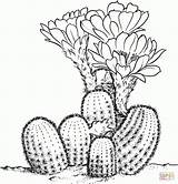 Cactus Saguaro Drawing Coloring Getdrawings Pages sketch template