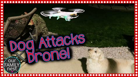 dog hates  drone  attacks  youtube
