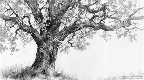 tree drawing pencil sketch colorful realistic art images drawing