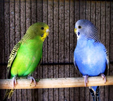 green parakeet blue parakeet  parakeets     flickr