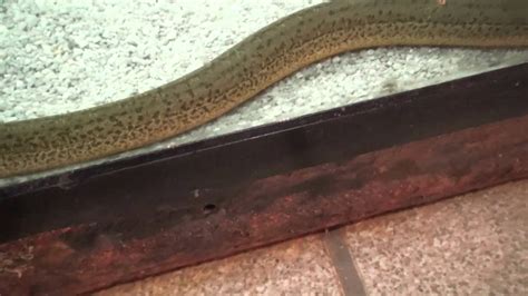 タウナギ Swamp Eel Ricefield Eel かすみがうら市水族館 Kasumigaura City Aquarium Youtube