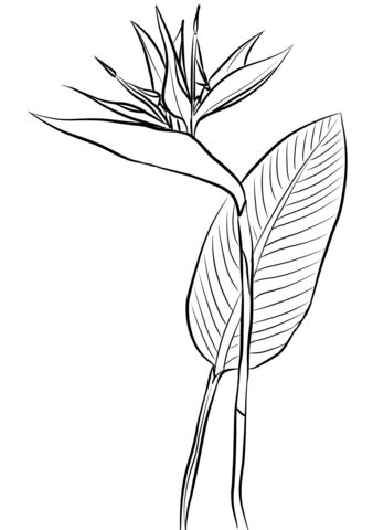 bird  paradise coloring pages select   printable coloring