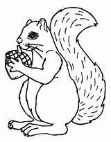 Coloring Acorn Squirrel Pages Coloringtop sketch template