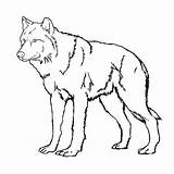 Realistic Wolves Drawing Getdrawings Wolf sketch template