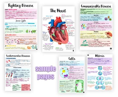 updated   biology combined science gcse paper  revision sheets www
