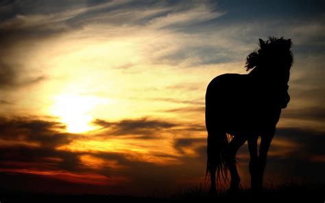 horse sunset sunlight hd wallpaper animals wallpaper
