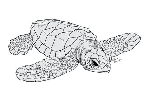 turtle drawing sea turtle drawing turtle coloring pages