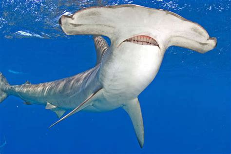 Photoshopped Teeth For Sharks Human Shark Teeth