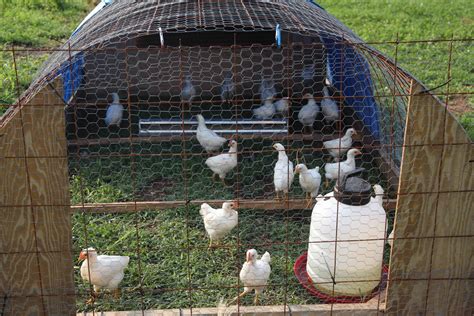 moveable turkey  pastured poultry pens pastured poultry