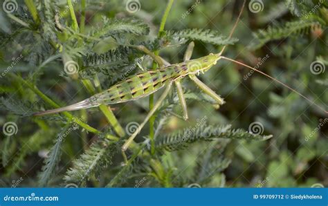 predatory bush cricket stock photo image  insects