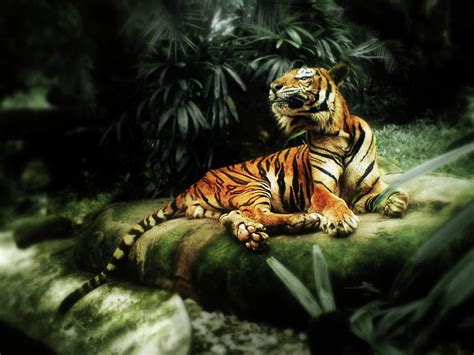 queen of the jungle photograph by ian and dominic higgins fine art