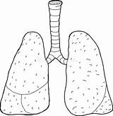 Lungs Polmoni Human Umano Descritti Outlined Fumetto Trachea Lungor Trasversale Sezione Polmonite Depositphotos sketch template