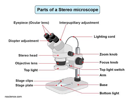 diagram dissecting microscope parts  functions micropedia gambaran