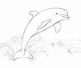 Delfin Ausmalbilder Delfine Ausdrucken Ausmalen Ausmalbild Springt Malvorlagen Delfino Zeichnen Delfini Dolphins Supercoloring Salta Disegno Colorare sketch template
