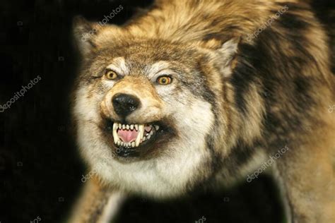 wilder wolf kopf mit mund vor schwarzem hintergrund oeffnen stockfoto