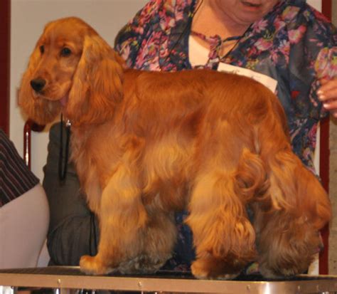 kleuren van de engelse cocker spaniel