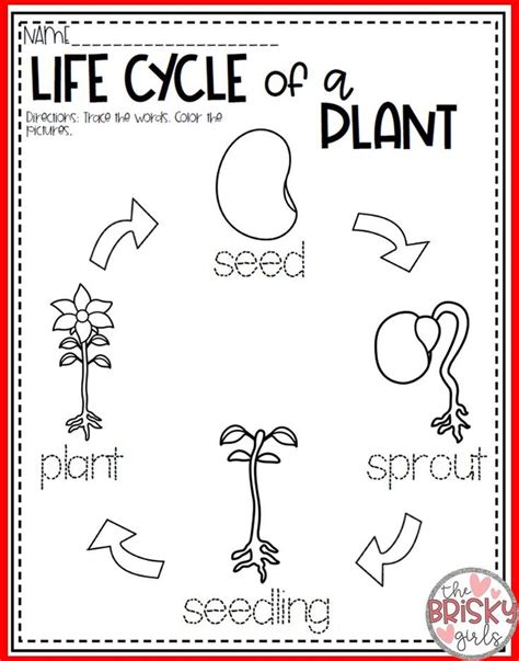 plant life cycle  kindergarten worksheet
