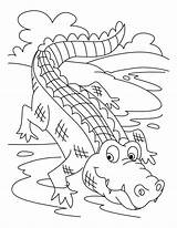 Crocodile Coloring Taking Bath Pages Coloringsun Color sketch template