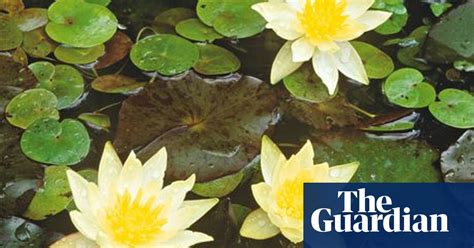 alys fowler tiny ponds need tiny water lilies gardening advice the