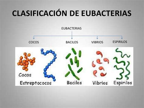 Resultado De Imagen Para Que Son Las Eubacterias