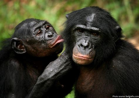 interesting facts about bonobos just fun facts