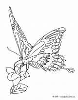 Papillon Papillons sketch template