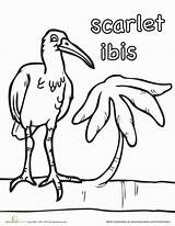 Ibis Scarlet Coloring Clipart Designlooter Animals 8kb 389px sketch template
