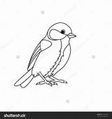 Coloring Titmouse Tit Shutterstock Blue 53kb 1600px 1500 Vector Book Welcome sketch template