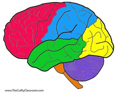 brain diagram  kids clipart