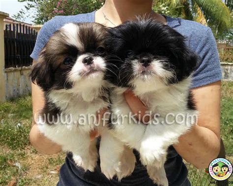 japanese chin mix puppies for sale adoption from selangor