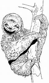 Sloth Coloring Pages Clipart Animals Sloths Tree Cliparts Amazing Admirable Climbing Google Library Albanysinsanity sketch template