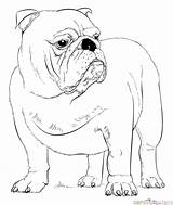 Coloring English Bulldog Pages Draw Printable Puppy Drawing French Buldog Dogs Step Georgia Dog Supercoloring Bulldogs Drawings Tutorials British Realistic sketch template