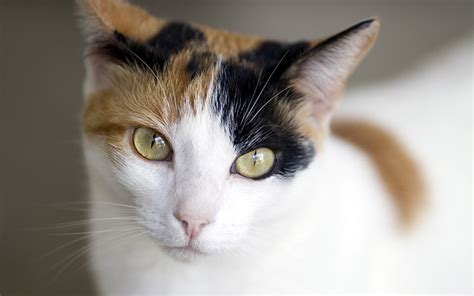 calico cat facts  amazing facts  calico cats