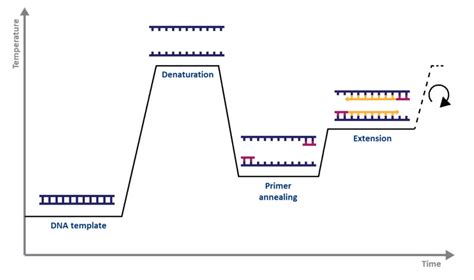 overview    pcr methods lubioscience