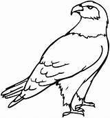 Prey Birds Coloring Pages Getcolorings Printable Quality sketch template