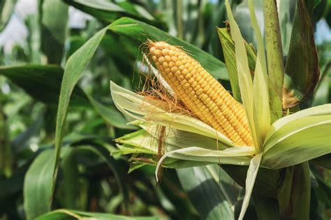corn crop top concern   pace spring planting