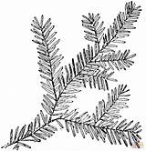 Hemlock Coloring Branch Canadian Pages Leaf Drawing Leaves Printable Illustration sketch template